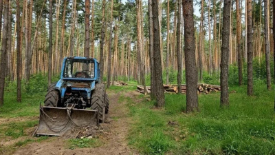 В Озёрах специалисты оздоровили 18 гектаров леса